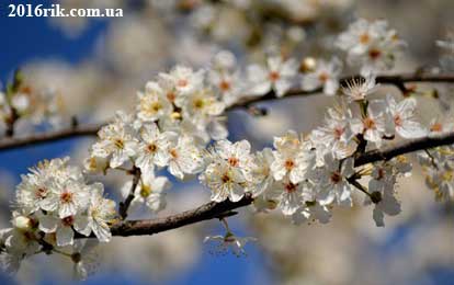 Весна 2017 - цвітіння дерев