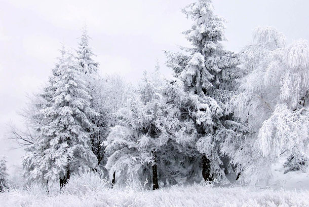 Новорічна картинка з зимовим лісом