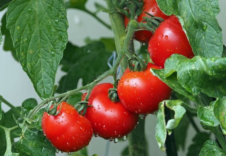 Гарні червоні помідори в городі