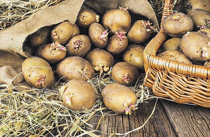 Проростаюча картопля для посадки в городі