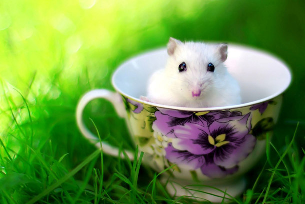 Картинка з білою мишею в чашці
