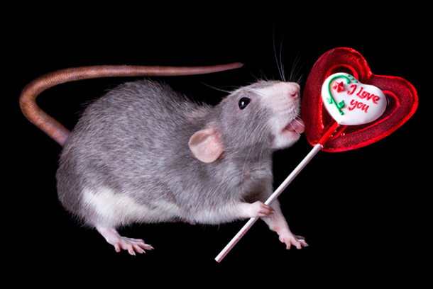 Картинка - Криса (пацюк) з цукеркою
