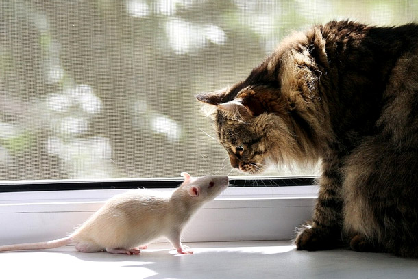 Картинка з кішкою та білою крисою (пацюком)