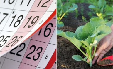 Місячний посівний календар на 2021 рік садівника і городника