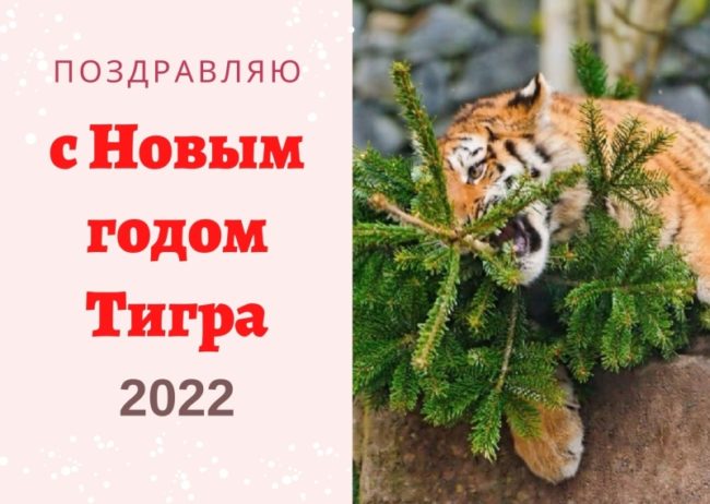 Листівки з Новим роком Тигра 2022 - великий набір!
