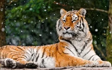 Картинки, малюнки Тигрів на Новий рік 2022, новорічні Тигри
