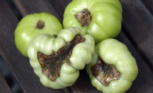 Вершинна гниль томатів — як боротися в теплиці і відкритому грунті