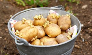 Коли садити картоплю в 2021 році за місячним календарем